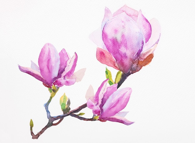 Watercolor illustration of hand painted seamless magnolia pattern