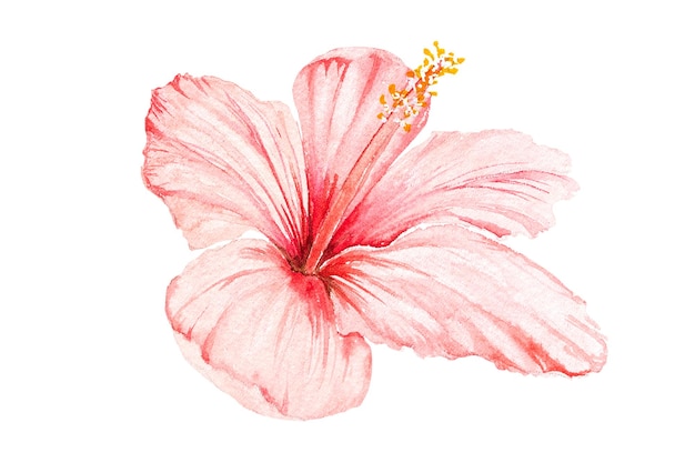 Watercolor illustration of Hawaiian flower Drawing plumeria in watercolor