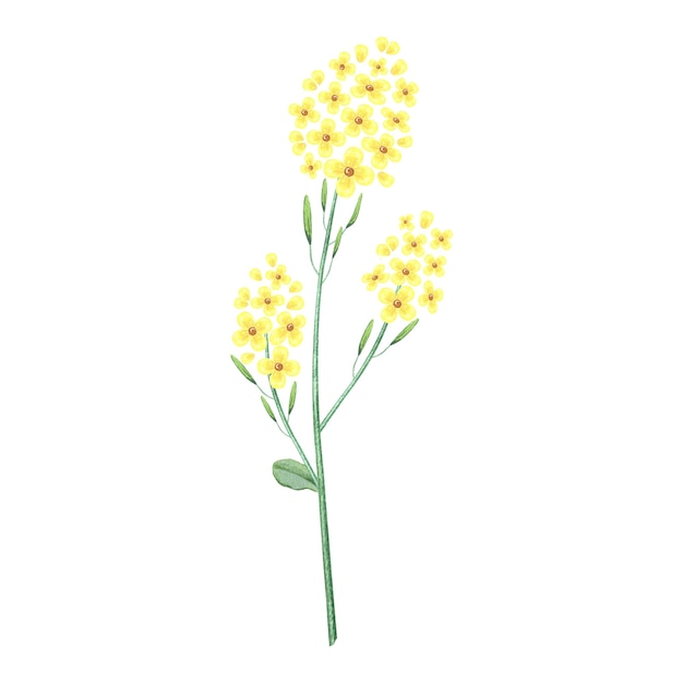 Illustrazione dell'acquerello di erba con fiori d'oro.