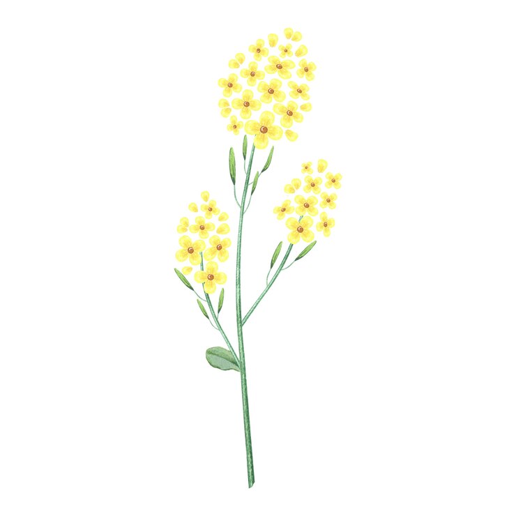 Photo 黄金の花とハーブの水彩イラスト。