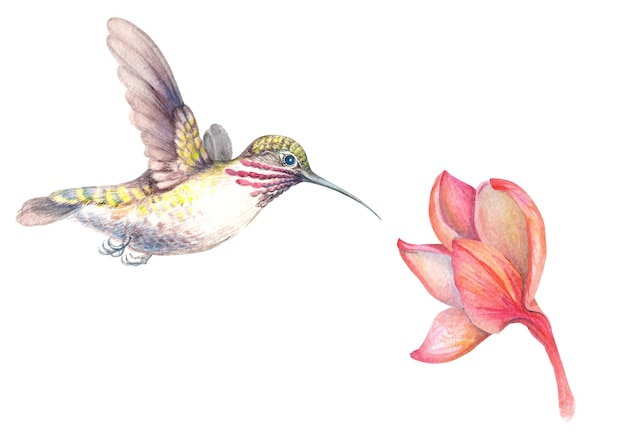 水彩画 ハミングバードの開花 プルメリアの花 熱帯のエキゾチックなフランギパニ 孤立