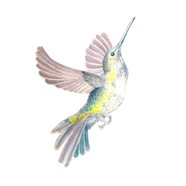 Photo watercolor illustration of a hummingbird in flight a bird of paradise handmade work isolated