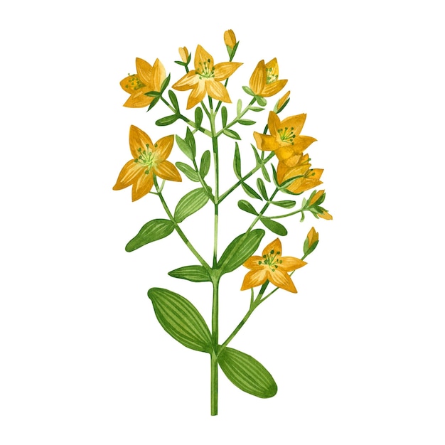 Watercolor illustration hypericum a meadow plant with green leaves and bright yellow flowers hand