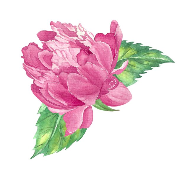 Watercolor illustration of a large pink peony with two leaves.
