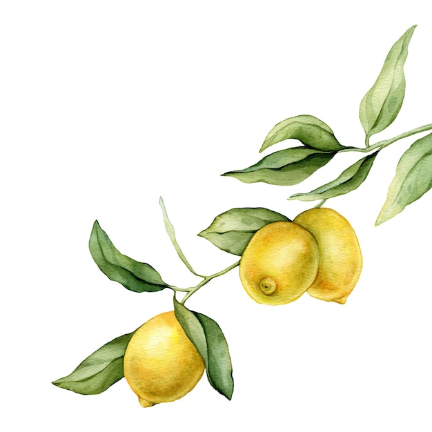 watercolor illustration of lemon or lime hand painted lemon branche with green leaves on white
