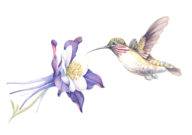 흰색 배경에 격리된 라일락 aquilegia와 Hummingbird의 수채화 그림