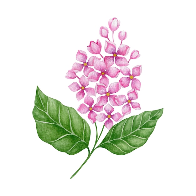 Watercolor illustration of lilac flower