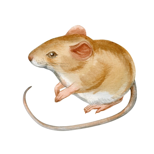 Акварельная иллюстрация маленькой милой мышки на белом фоне