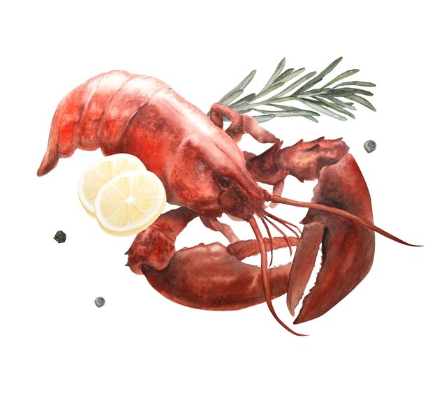 Watercolor illustration of lobster with lemon and rosemary and peppercorns isolated on white background