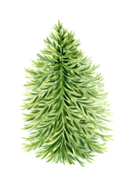 Watercolor illustration of lush green spruce Forest plant element fir or pine Christmas tree object