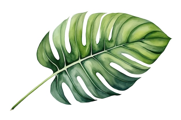 Watercolor illustration of a monstera tropical leaf isolated on white background Generative AI