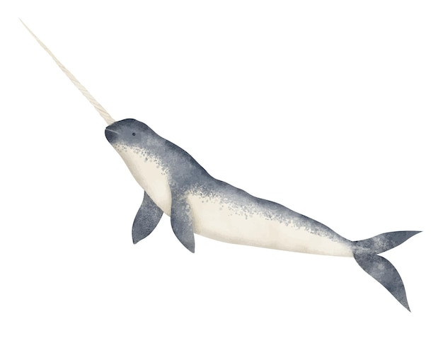 Watercolor illustration of Narwhal Hand drawn sketch of ocean big mammal animal on isolated background Underwater whale with horn for poster or zoo design Realistic marine drawing in blue colors