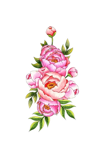 写真 芽と葉を持つピンクのピオニアの花束の水彩画 植物学的な構成