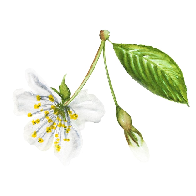 Фото Акварельная иллюстрация цветущей вишни белый вишнёвый цветок на стебле ручной рисунок вишнёвого цвета