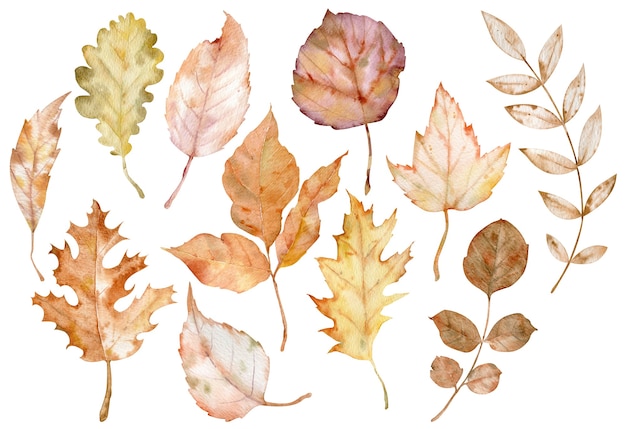 写真 白い背景で隔離の紅葉の水彩イラスト。植物画。秋のクリップアート。植物標本コレクション