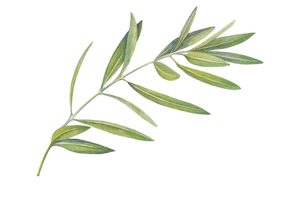 Акварельная иллюстрация оливковой ветви с листьями, нарисованная вручную на белом фоне