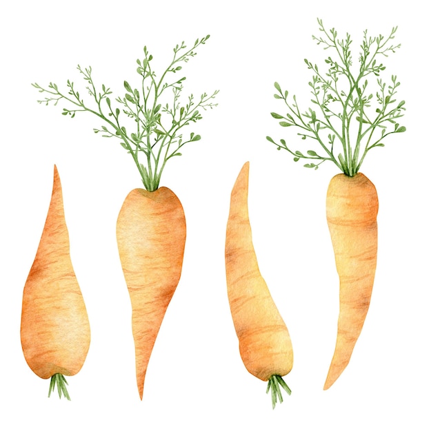 Watercolor illustration Orange carrot with green leaves Fresh vegetable isolated on white background