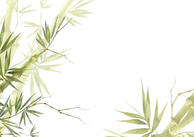 Watercolor illustration painting of bamboo leaves  background