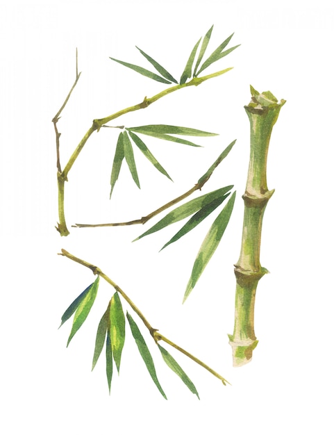 Watercolor illustration painting of bamboo leaves , on white background