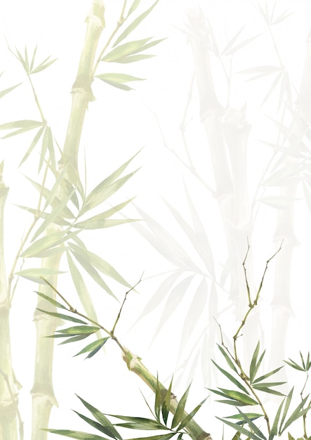 Watercolor illustration painting of bamboo leaves, on white background