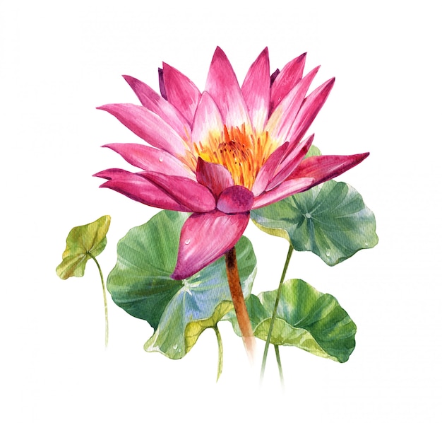 Watercolor illustration painting of leafs and lotus on white 