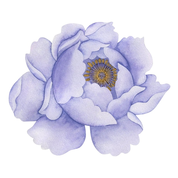 Watercolor illustration of a peony on a white background