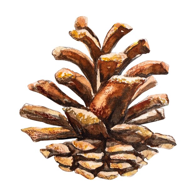 Watercolor illustration of Pine cone hand drawn