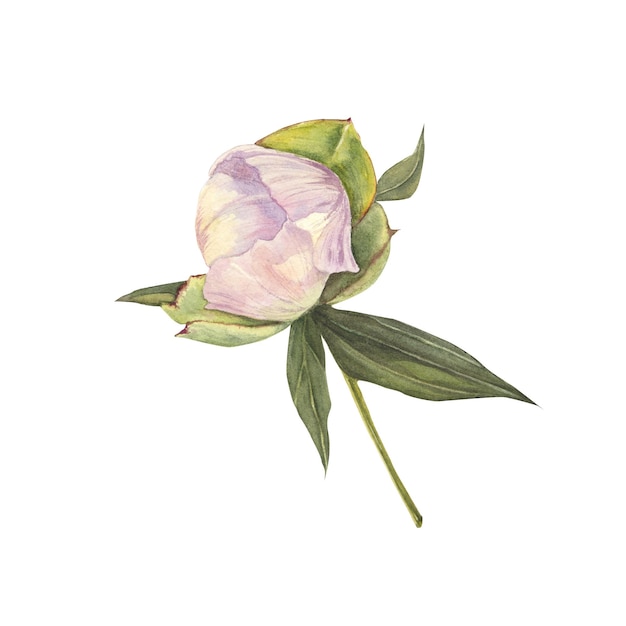 Watercolor illustration of pink bud of peony flower isolated