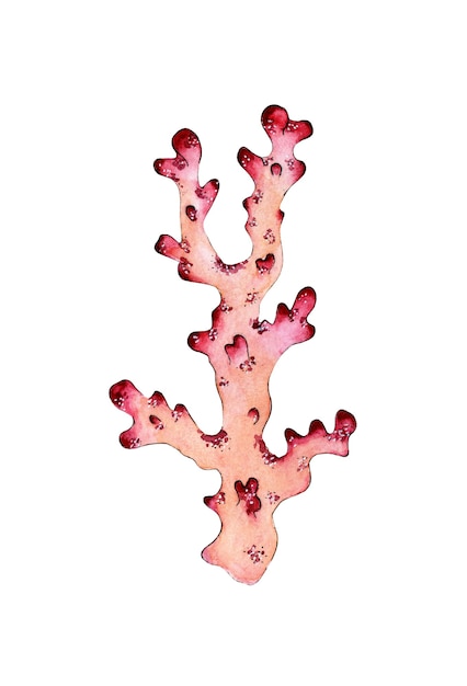 핑크 산호의 수채화 그림 해양 생물 산호초 섬 폴립의 식민지