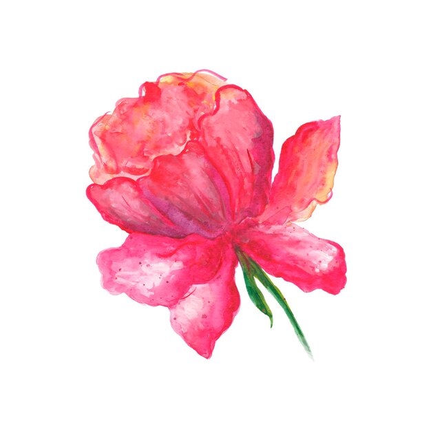 Watercolor illustration pink peony flower. Isolated on white background in botanical style for print