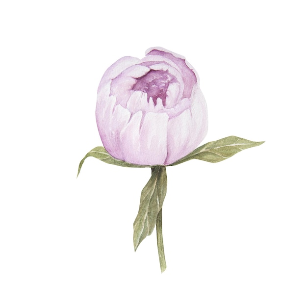 Photo watercolor illustration of pink peony flower isolated