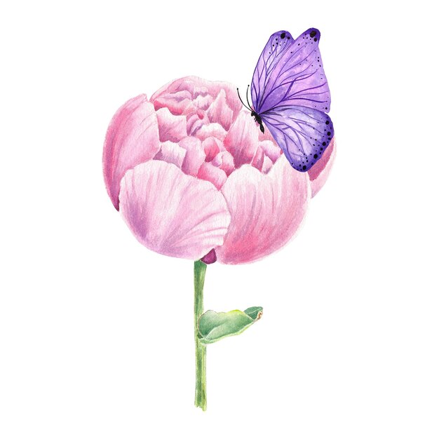 Watercolor illustration pink peonys and butterfly hand drawn in botanical style for card invitation