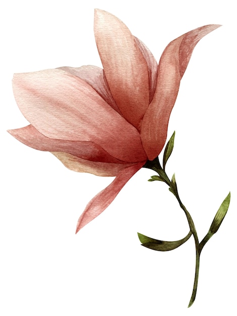 Watercolor illustration of pink purple magnolia flower with leaves