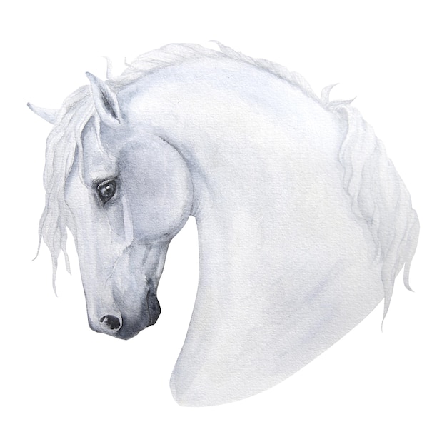 Watercolor illustration portrait of horse isolated on white background