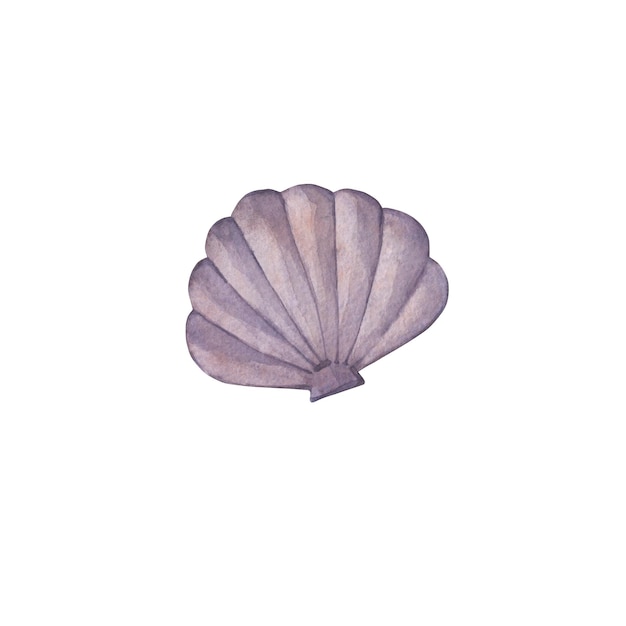 Watercolor illustration of a purple seashell