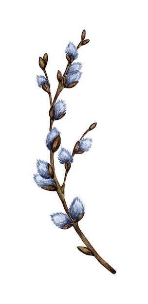 Watercolor illustration of a pussy willow branch with blossoming cannons. Spring twig, first flowers. Easter, religion, tradition, palm sunday. Isolated on white background. Drawn by hand.