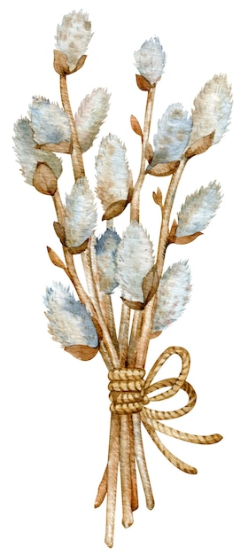 Watercolor illustration of pussy willow branches isolated