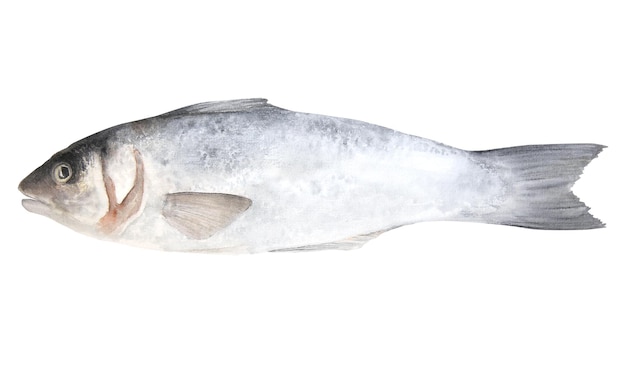 Акварельная иллюстрация сырого морского окуня на белом фоне