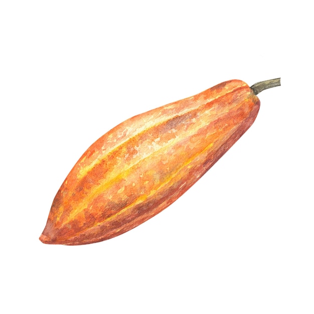 Watercolor illustration of red cocoa fruit Isolated hand drawn illustration Suitable for packaging design menu