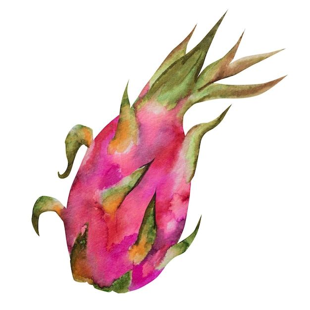 Акварельная иллюстрация плода красного дракона наполовину питахайя с кусочками Ботаническая композиция для вегетарианских экзотических продуктов печатает наклейки