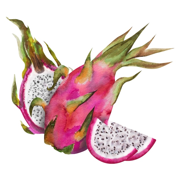 Photo watercolor illustration of red dragon fruit half pitahaya with slices botanical composition for vegetarian exotic products prints stickers