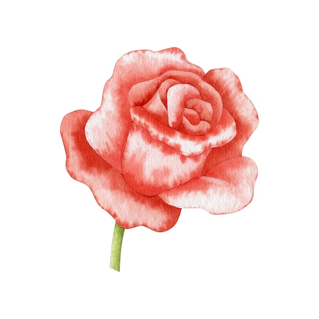 Watercolor illustration red rose isolated on white background.