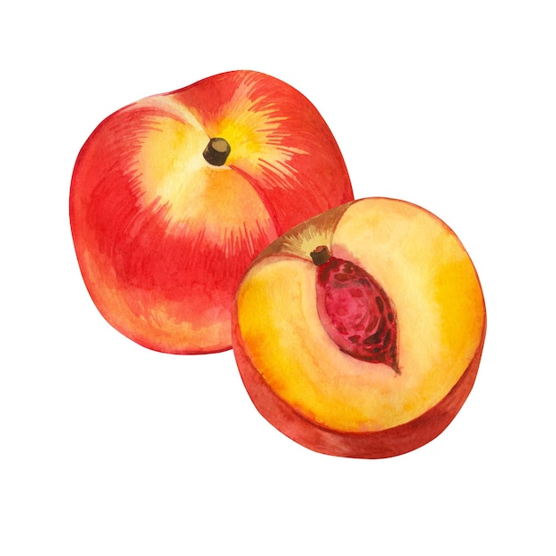 Watercolor illustration Ripe yellow nectarines half of a nectarine with a seed drawn by hand in watercolor on a white background Suitable for printing on fabric and paper kitchen and textiles