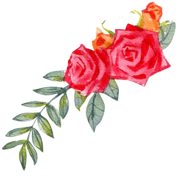 Watercolor illustration of rose flower isolated on white background