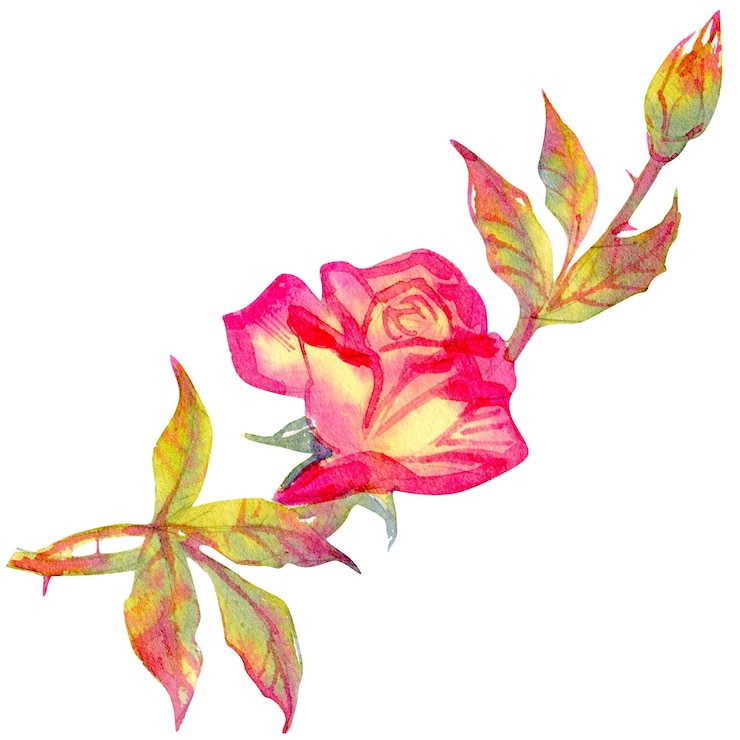 Photo 白い背景に隔離されたバラの花の水彩画