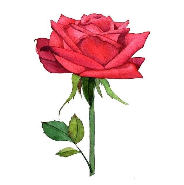 Premium Photo | Watercolor illustration rose