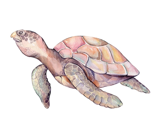 바다거북의 수채화 삽화. 바다거북의 수채화. 바다거북의 수채화. 바다 거북의 수채화 그림 주식 그림