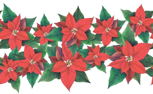 Watercolor illustration seamless border from red poinsettia flowers handdrawn Realistic winter floral garland on white background For postcards seasonal greetings wrapping sticker logo banners