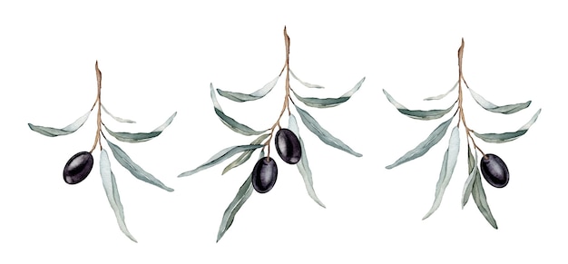 Watercolor illustration set of beautiful black olive's for healthy life and design background Hand painted isolated on a white background