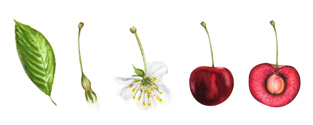 Foto set di illustrazioni ad acquerello di ciliegie mature ciliegie succose fiori foglie verdi ciliegie con una fossa sul gambo ciliegie disegnate a mano per composizioni